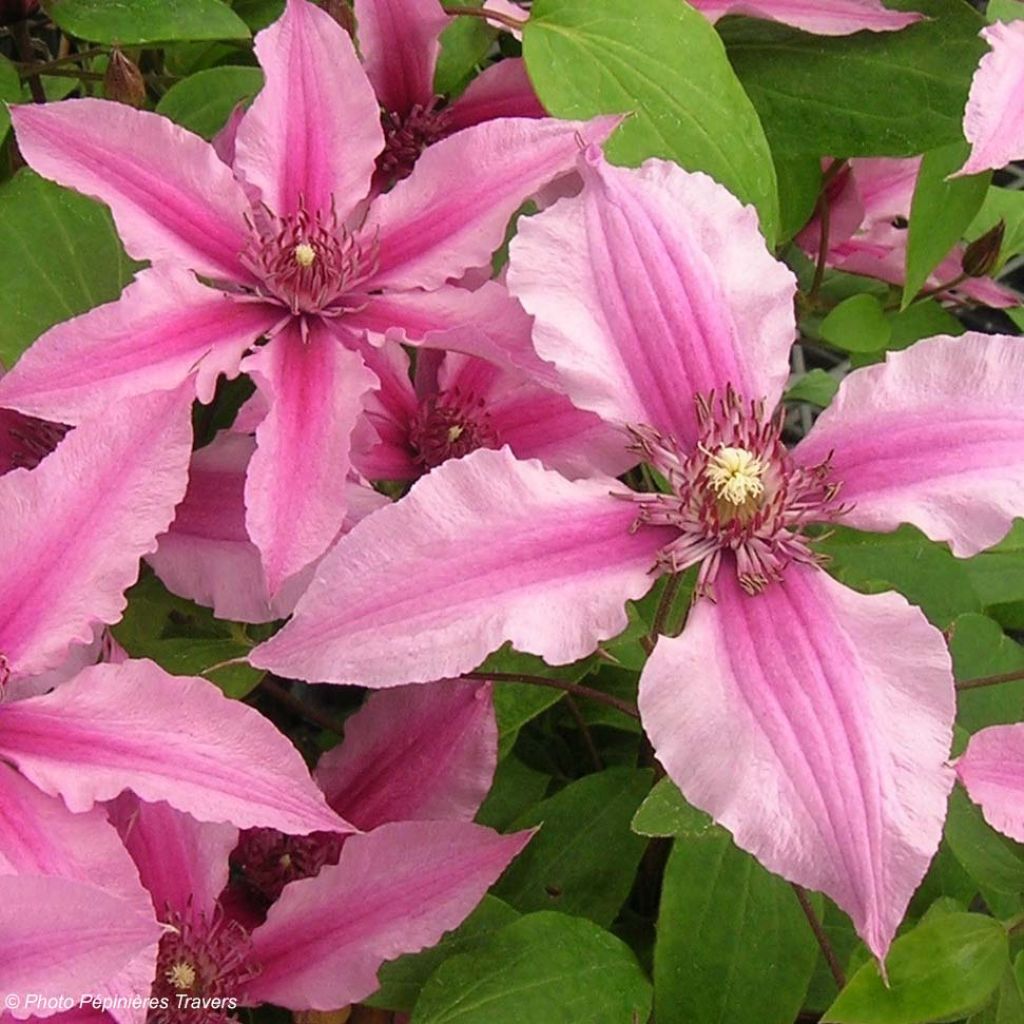 Clematis integrifolia Saphyra Duo Rose - Clematide