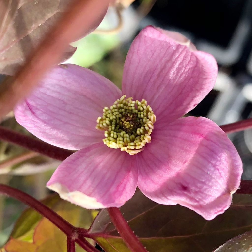 Clematis montana Elizabeth - Clematide
