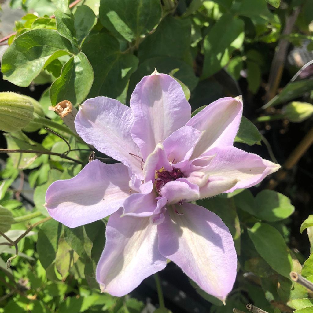 Clematis Mandy - Clematide