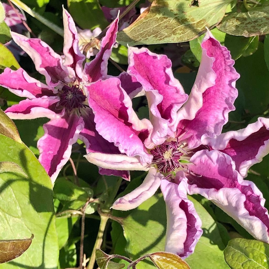 Clematis Souvenir du Capitaine Thuilleaux - Clematide