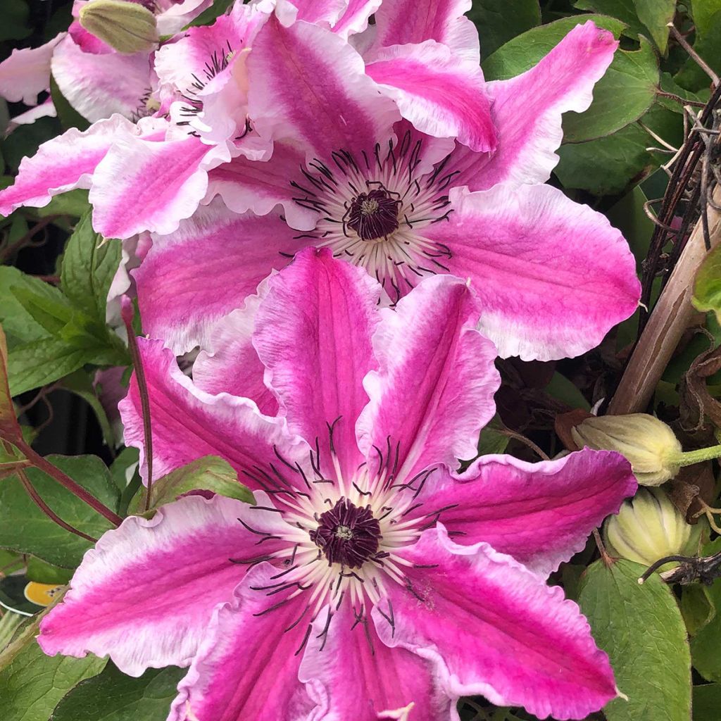 Clematis Souvenir du Capitaine Thuilleaux - Clematide