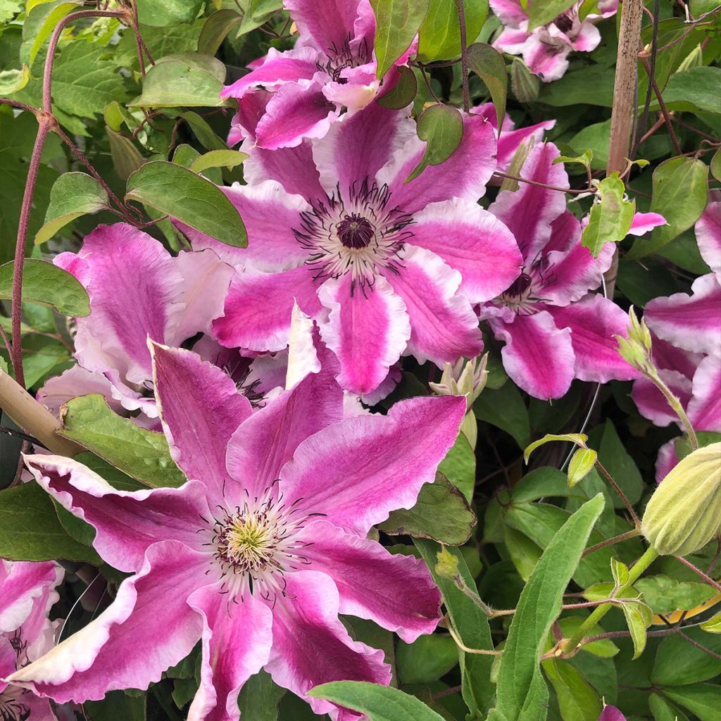 Clematis Souvenir du Capitaine Thuilleaux - Clematide