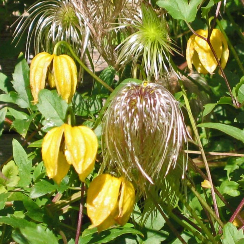 Clematis tibetana subsp. tangutica - Clematide