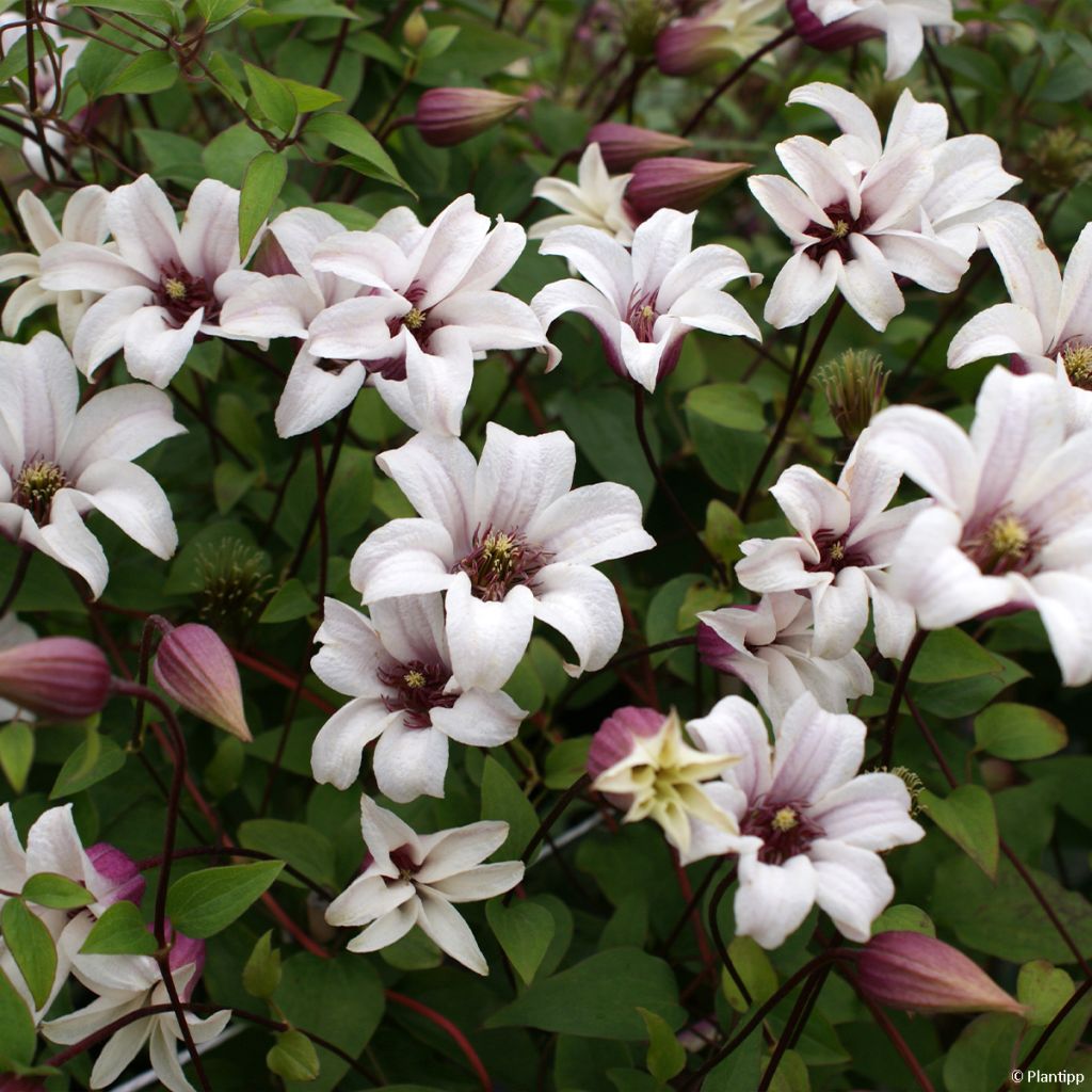 Clematis texensis Princess Kate - Clematide