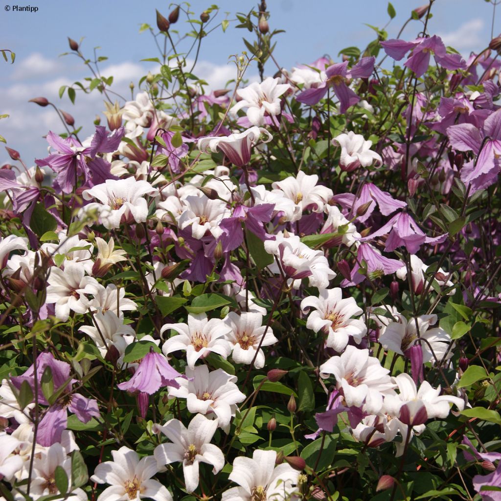 Clematis texensis Princess Kate - Clematide