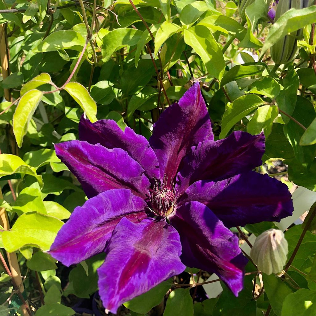Clematis Wildfire - Clematide