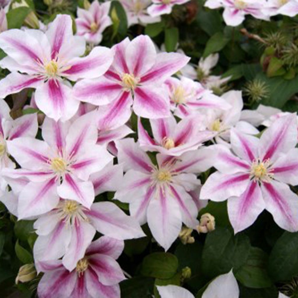 Clematis Andromeda - Clematide