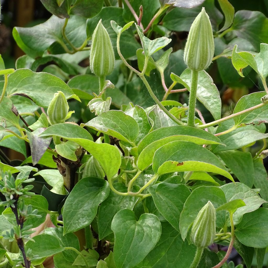 Clematis Andromeda - Clematide