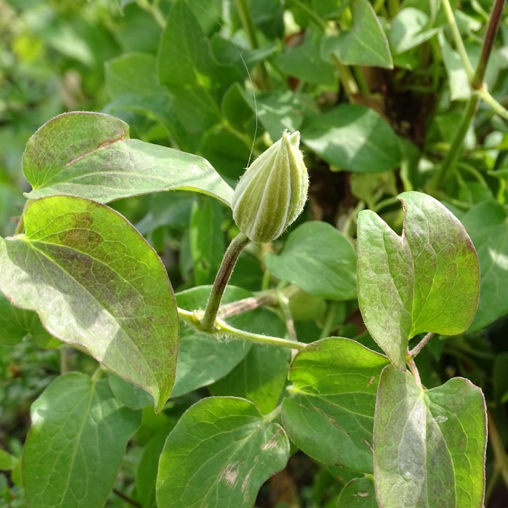 Clematis Andromeda - Clematide
