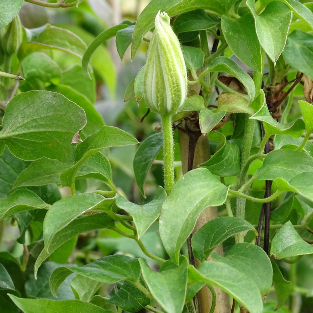 Clematis Andromeda - Clematide