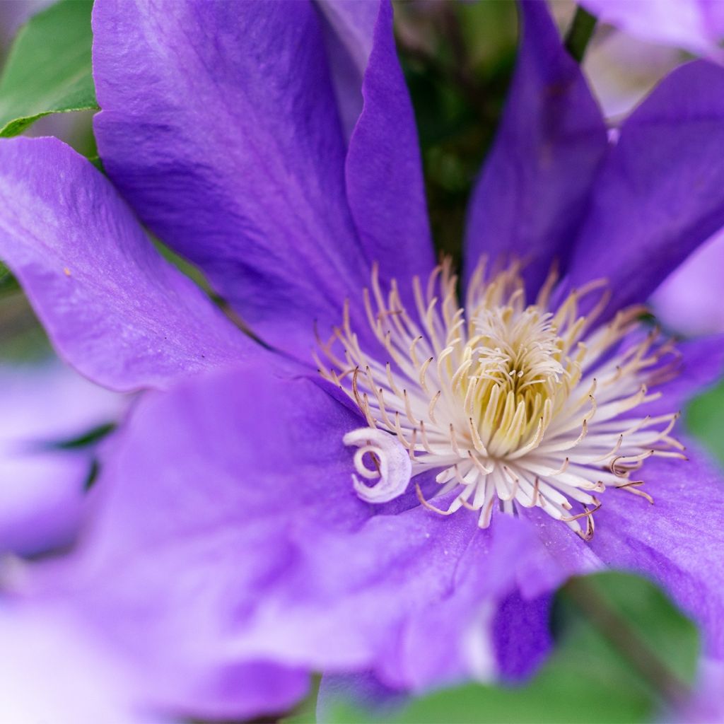 Clematis Couronne Royale - Clematide