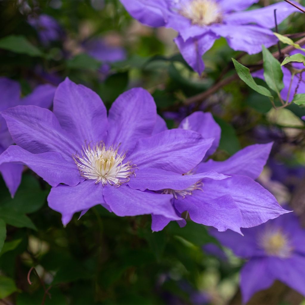 Clematis Couronne Royale - Clematide