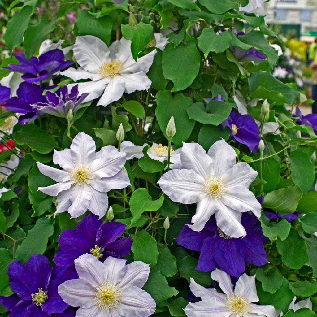 Clematis Ice Blue - Clematide