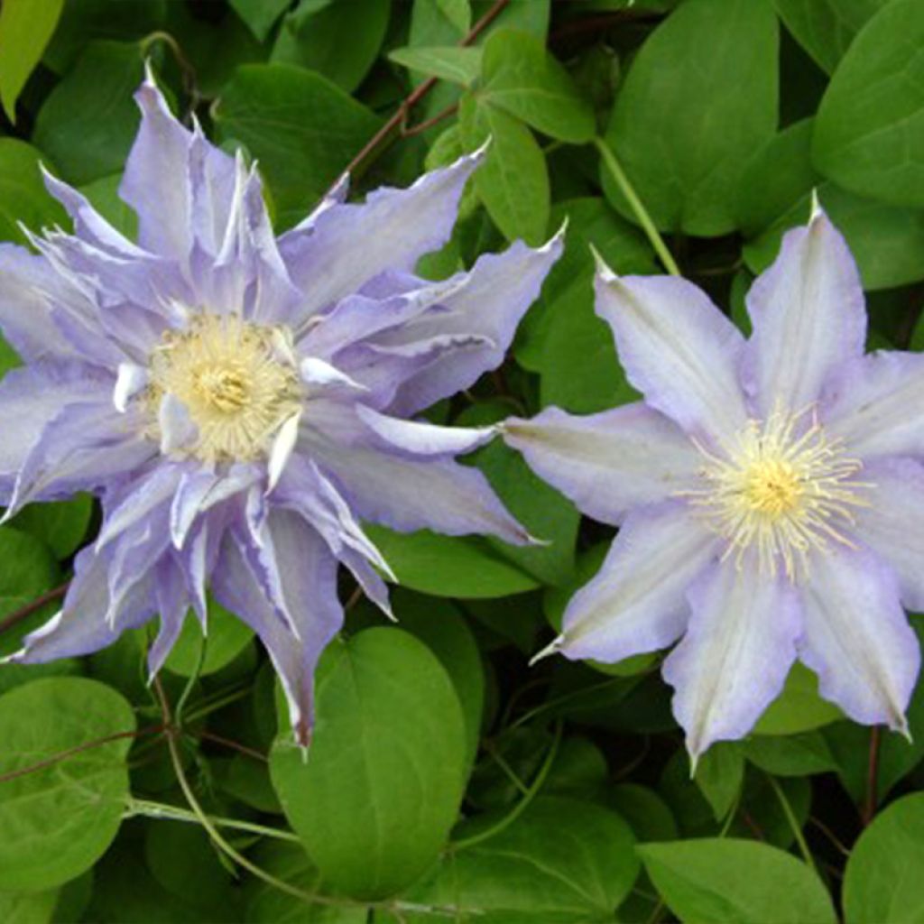 Clematis Thyrislund - Clematide