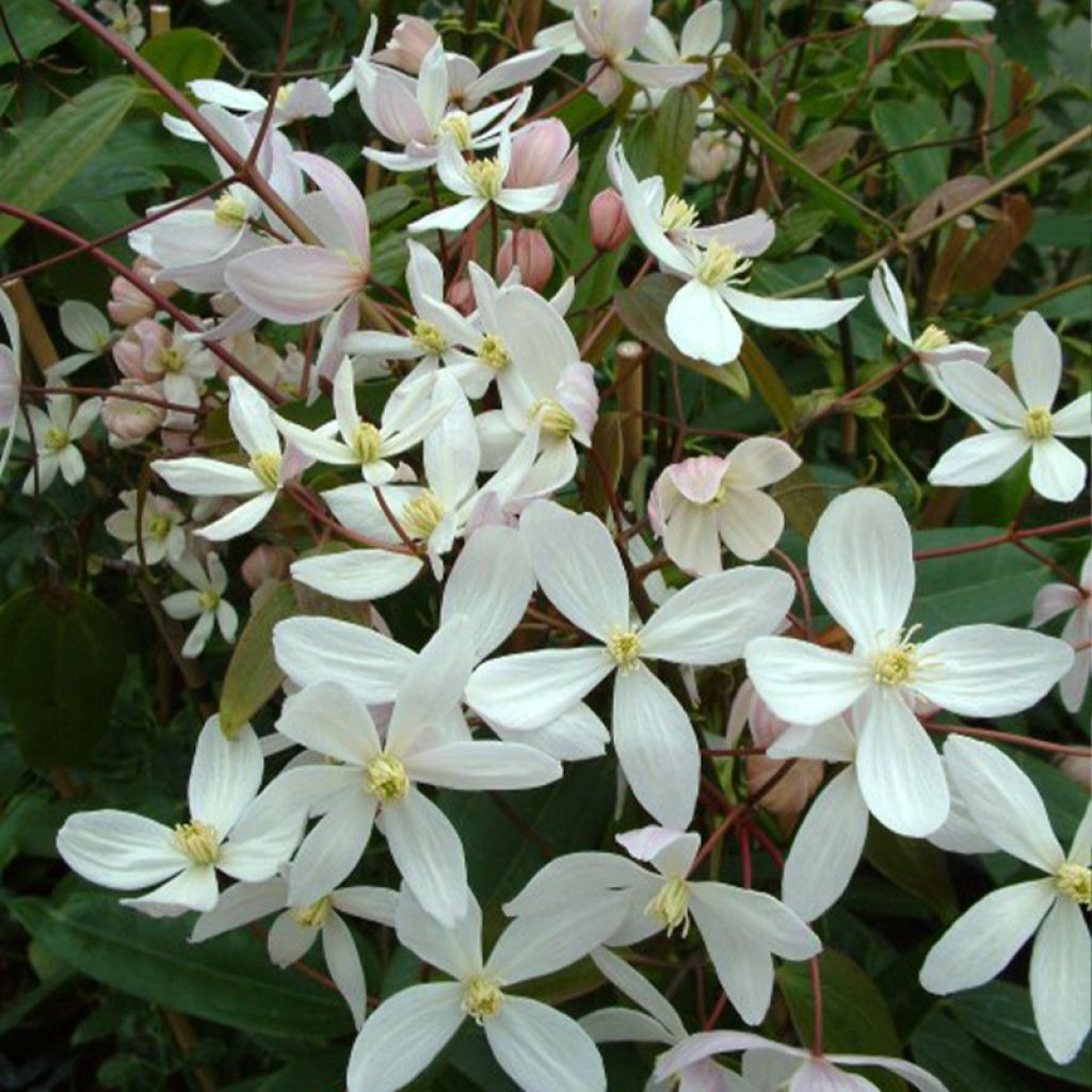 Clematis armandii Apple Blossom