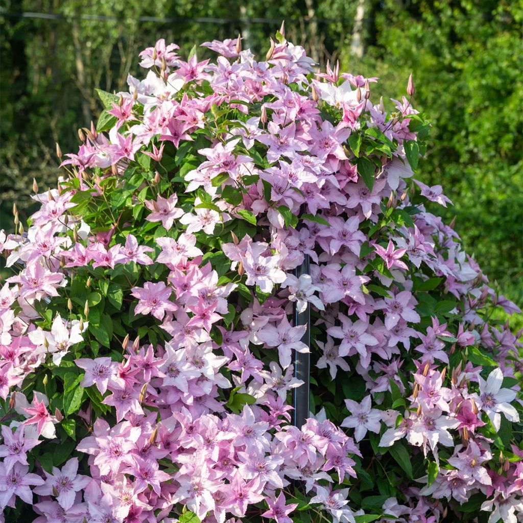 Clematis Mandy - Clematide