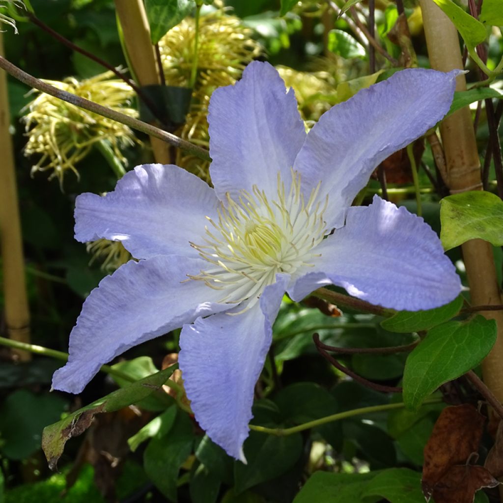Clematis Spotlight - Clematide