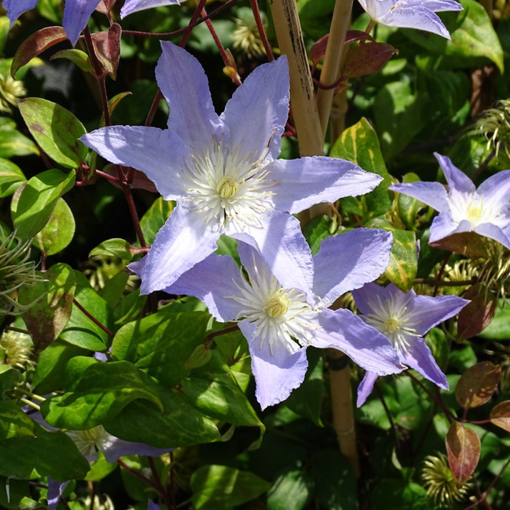 Clematis Spotlight - Clematide