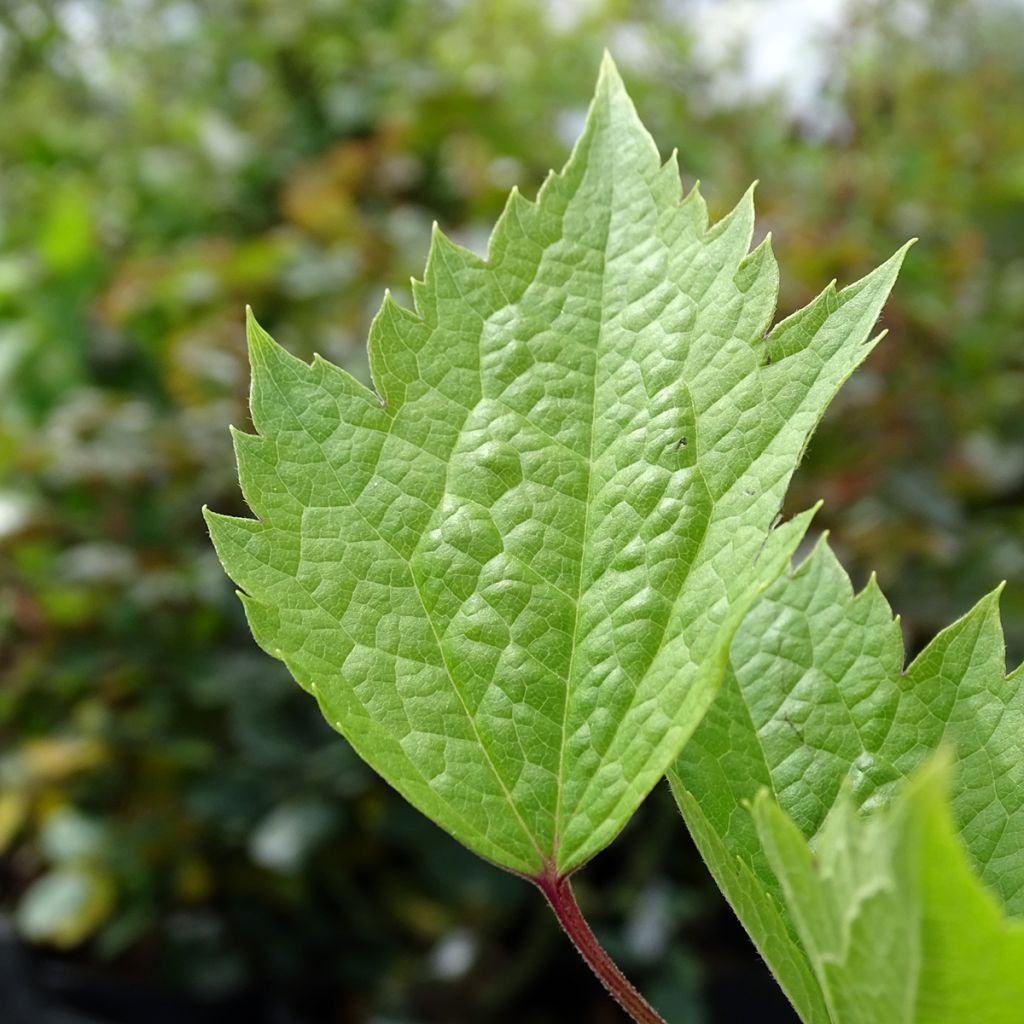 Clematis stans - Clematide