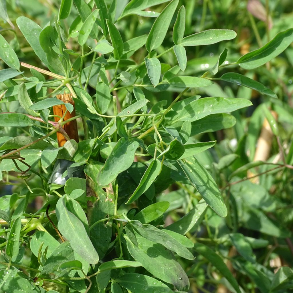Clematis tangutica My Angel - Clematide