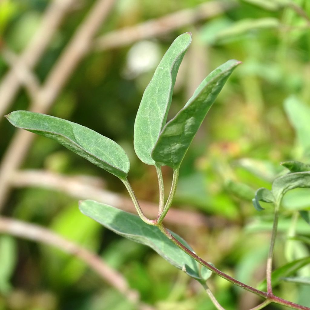 Clematis tangutica My Angel - Clematide