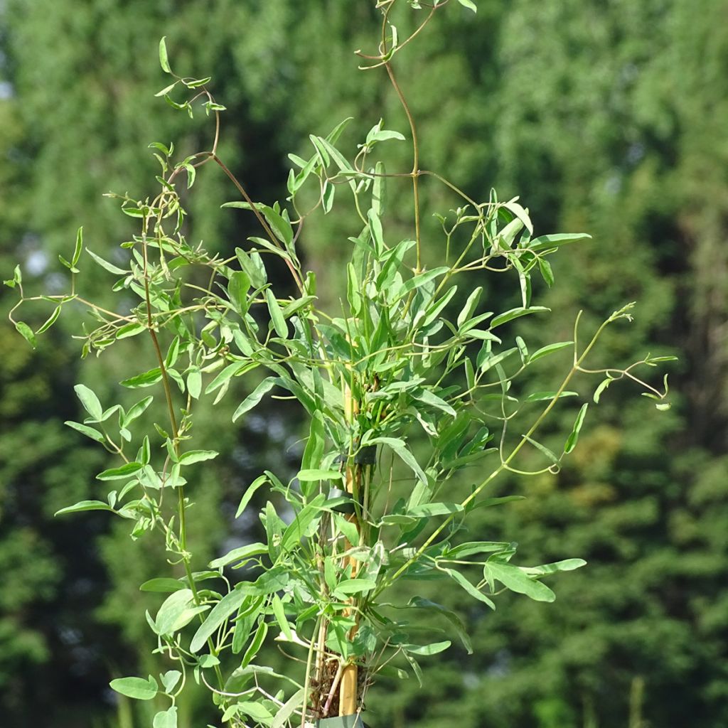 Clematis tangutica My Angel - Clematide