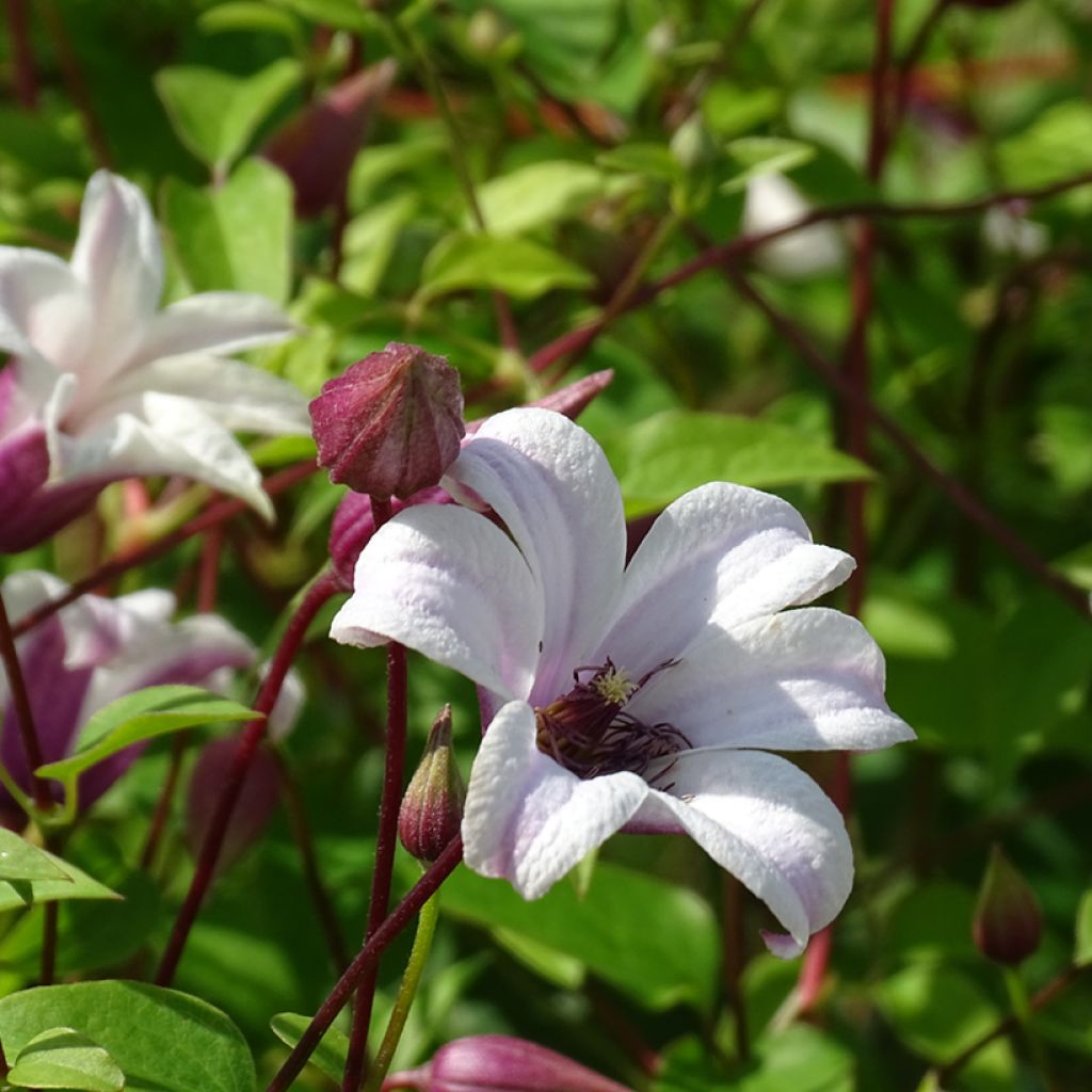 Clematis texensis Princess Kate - Clematide
