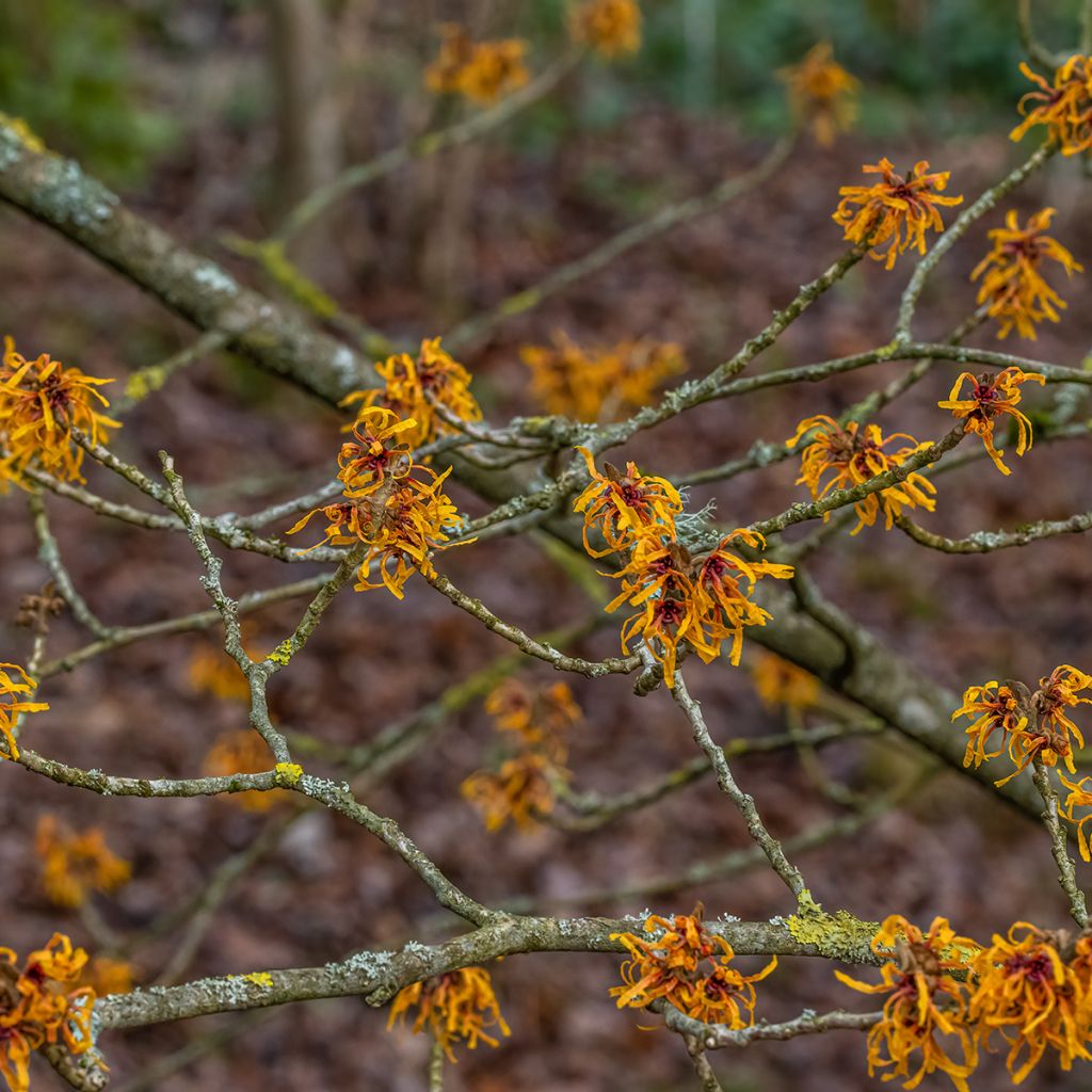 Clematis tibetana var. vernayi Orange Peel - Clematide