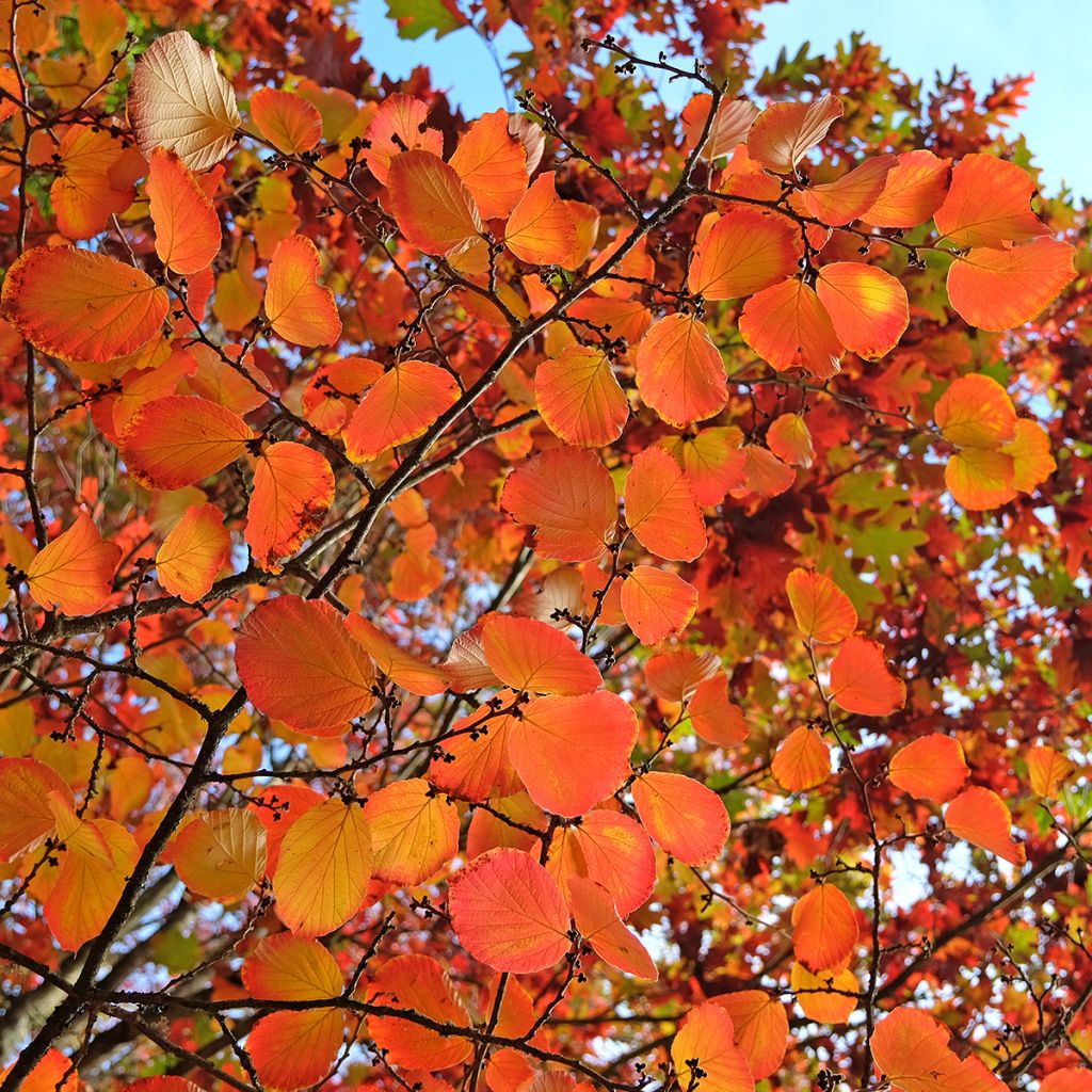 Clematis tibetana var. vernayi Orange Peel - Clematide