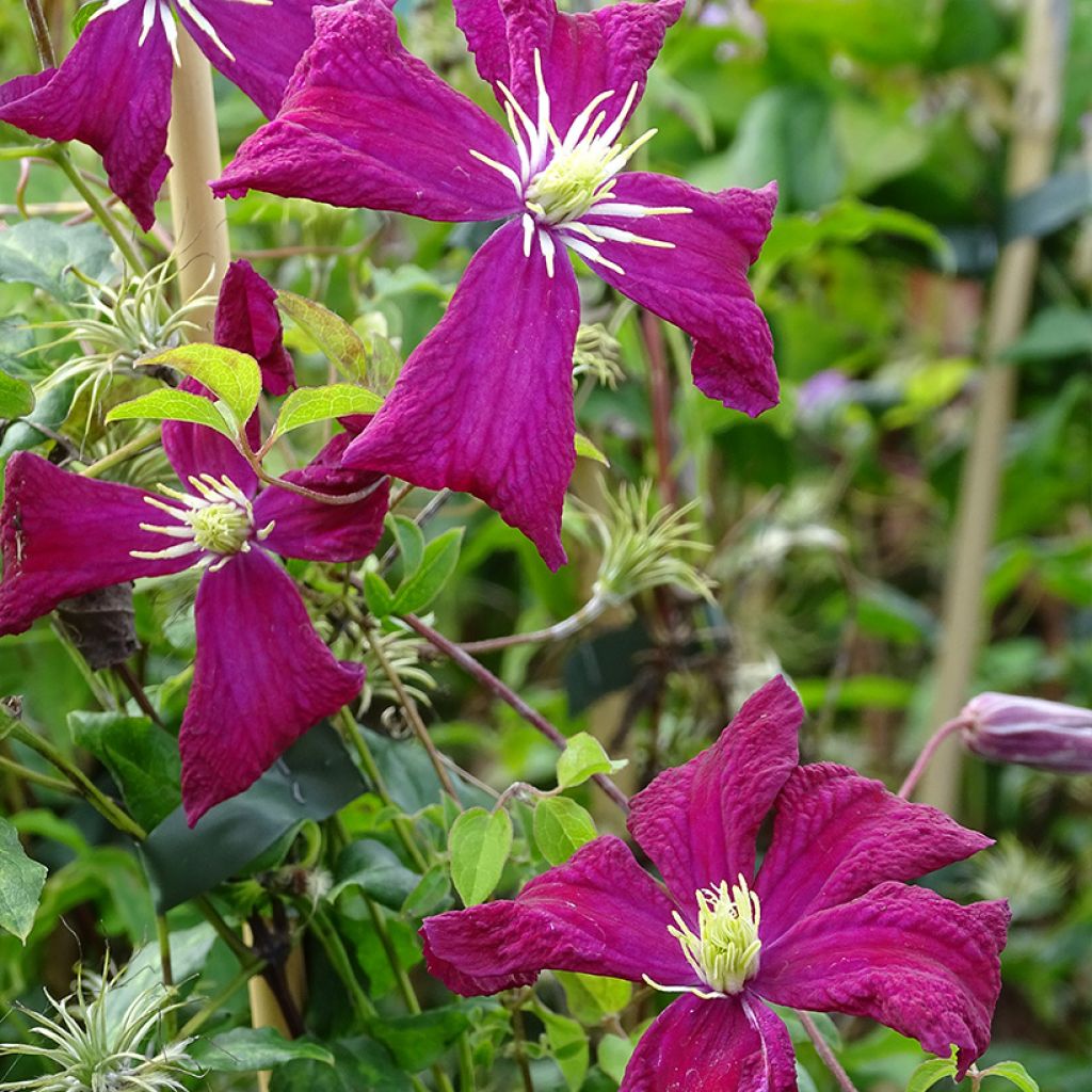 Clematis viticella Mme Julia Correvon - Clematide