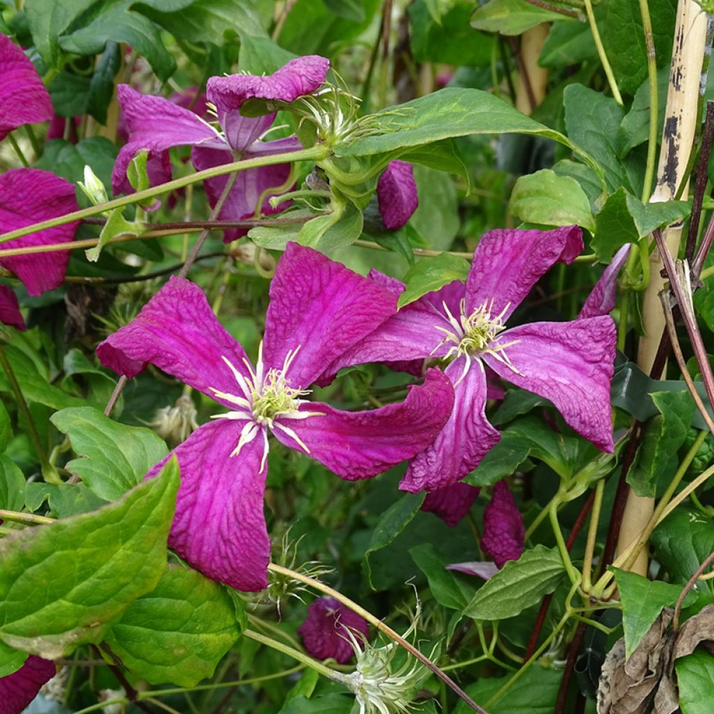 Clematis viticella Mme Julia Correvon - Clematide