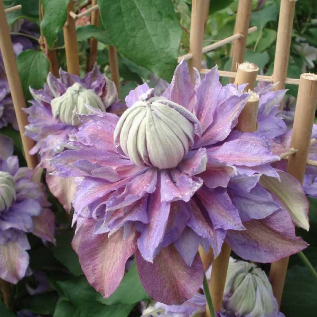 Clematis Diamantina - Clematide