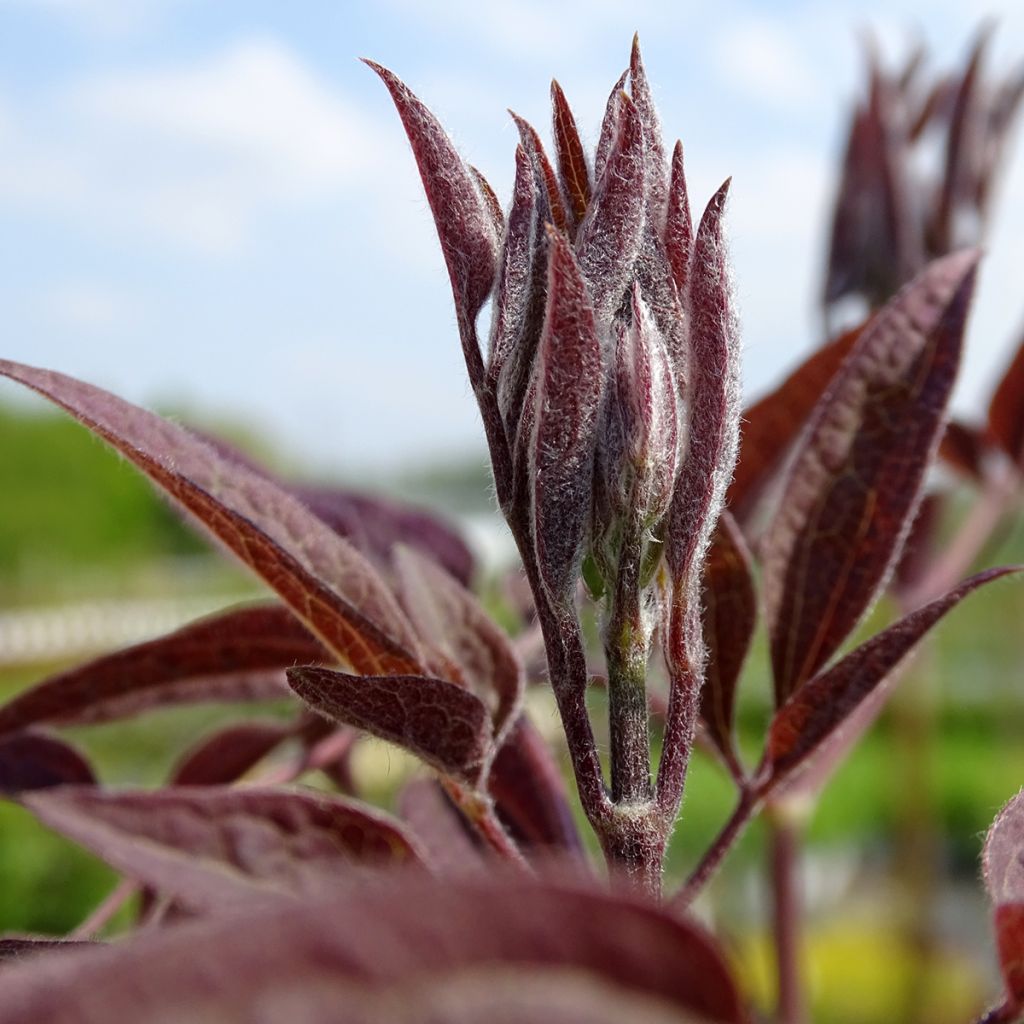 Clematis recta Purpurea - Clematide eretta