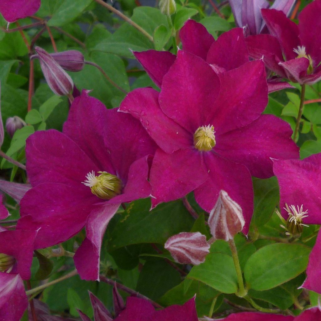Clematis jackmanii Madame Edouard André - Clematide