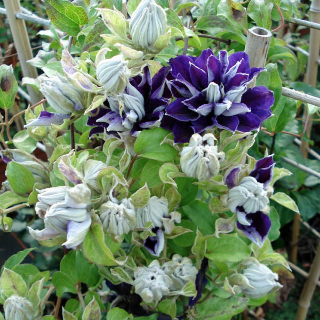 Clematis Shin-Shigyoku - Clematide