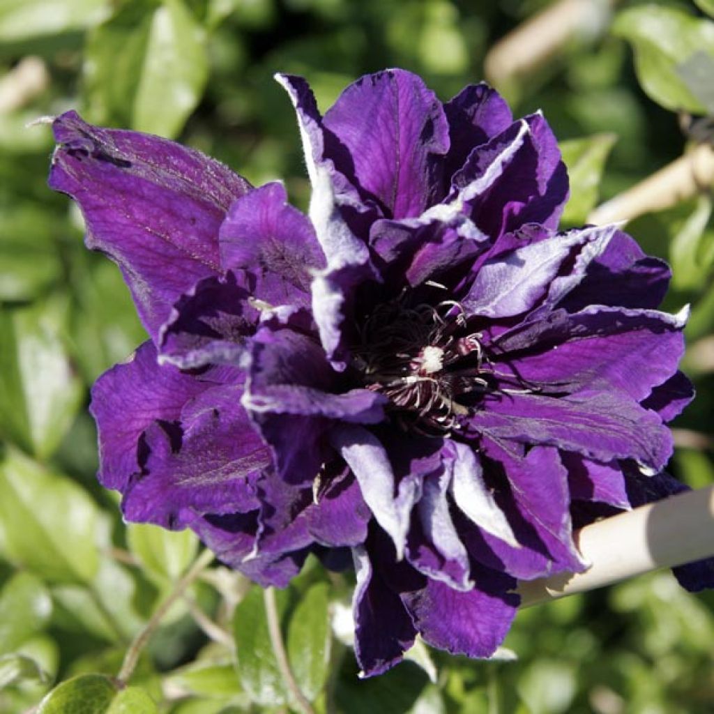 Clematis Shin-Shigyoku - Clematide