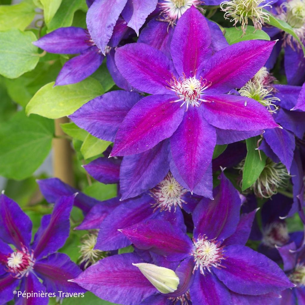 Clematis Wildfire - Clematide