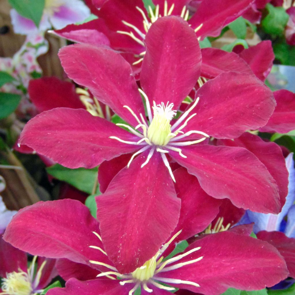 Clematis Niobe - Clematide