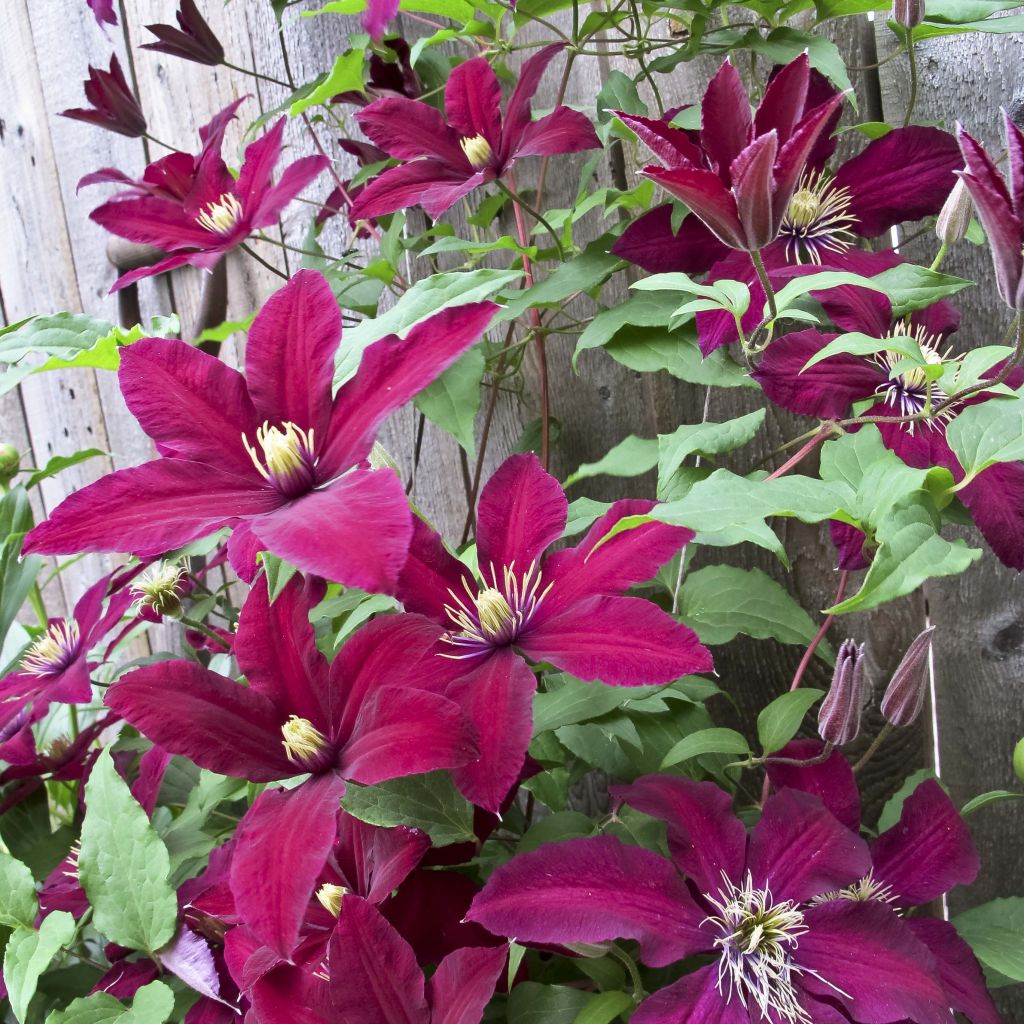 Clematis Niobe - Clematide