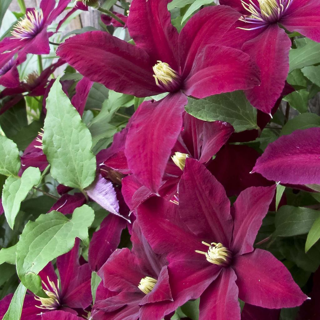 Clematis Niobe - Clematide