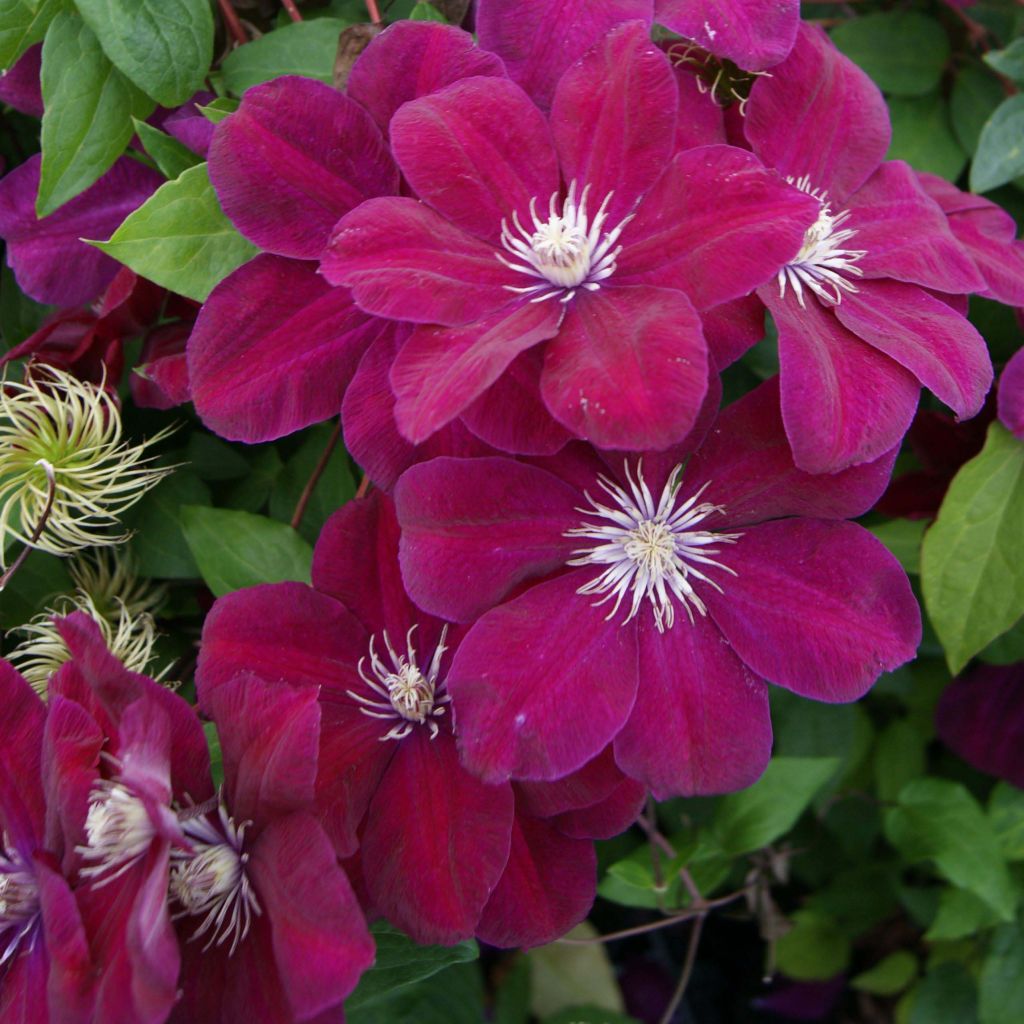 Clematis Rouge Cardinal - Clematide