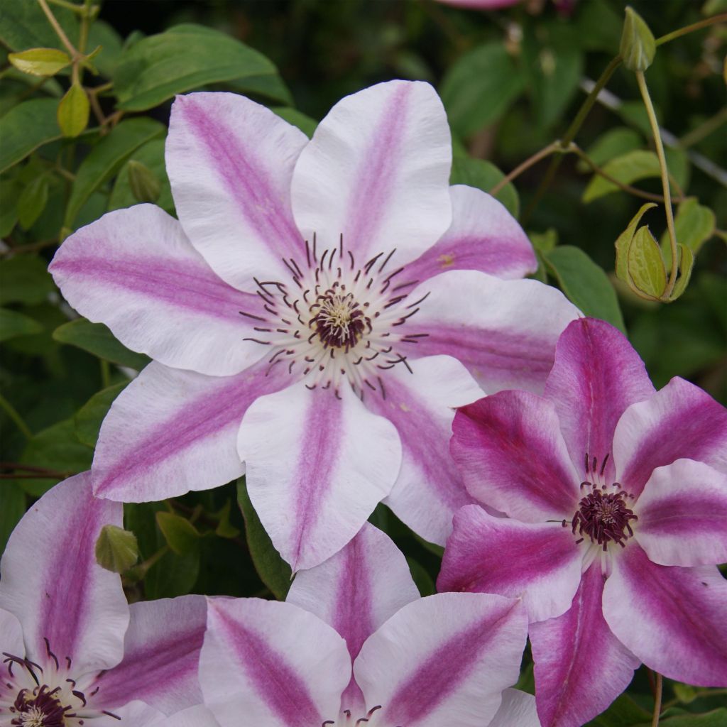 Clematis Souvenir du Capitaine Thuilleaux - Clematide