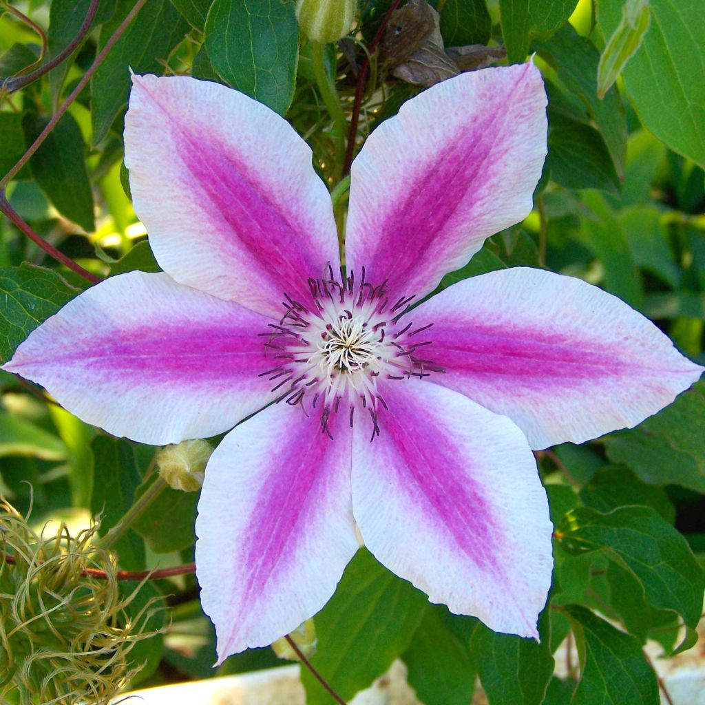 Clematis Souvenir du Capitaine Thuilleaux - Clematide
