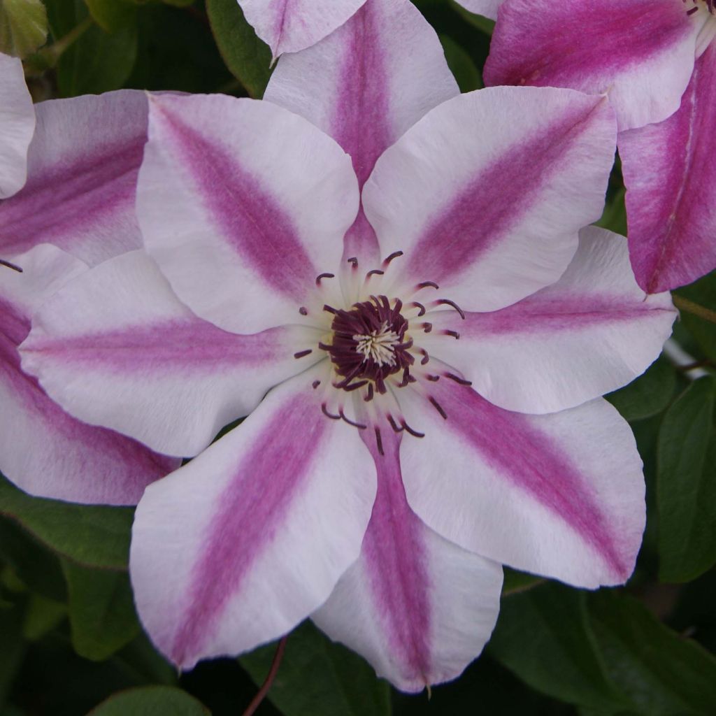Clematis Souvenir du Capitaine Thuilleaux - Clematide