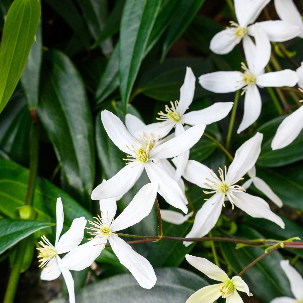 Clématite Southern Cross