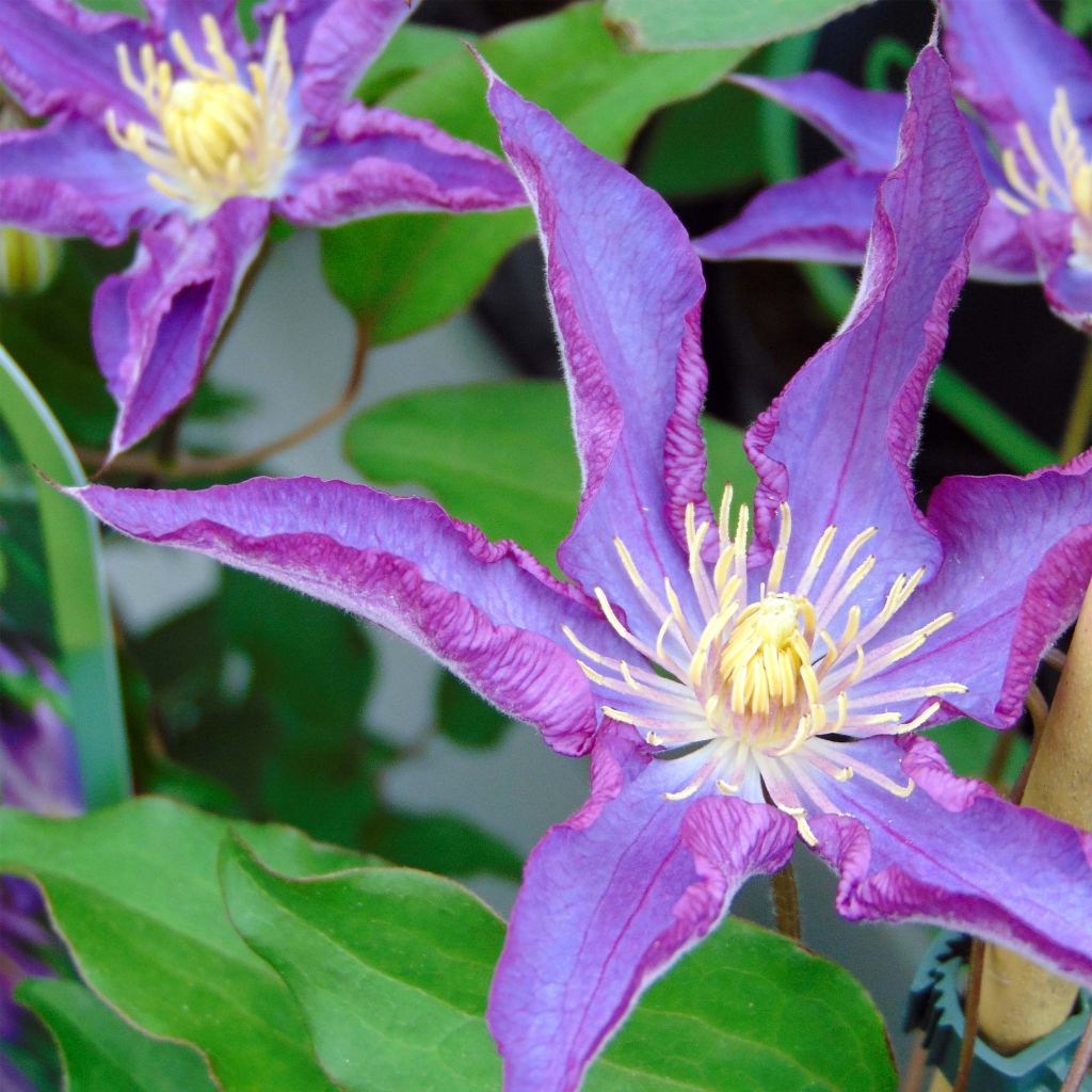 Clematis Palette - Clematide