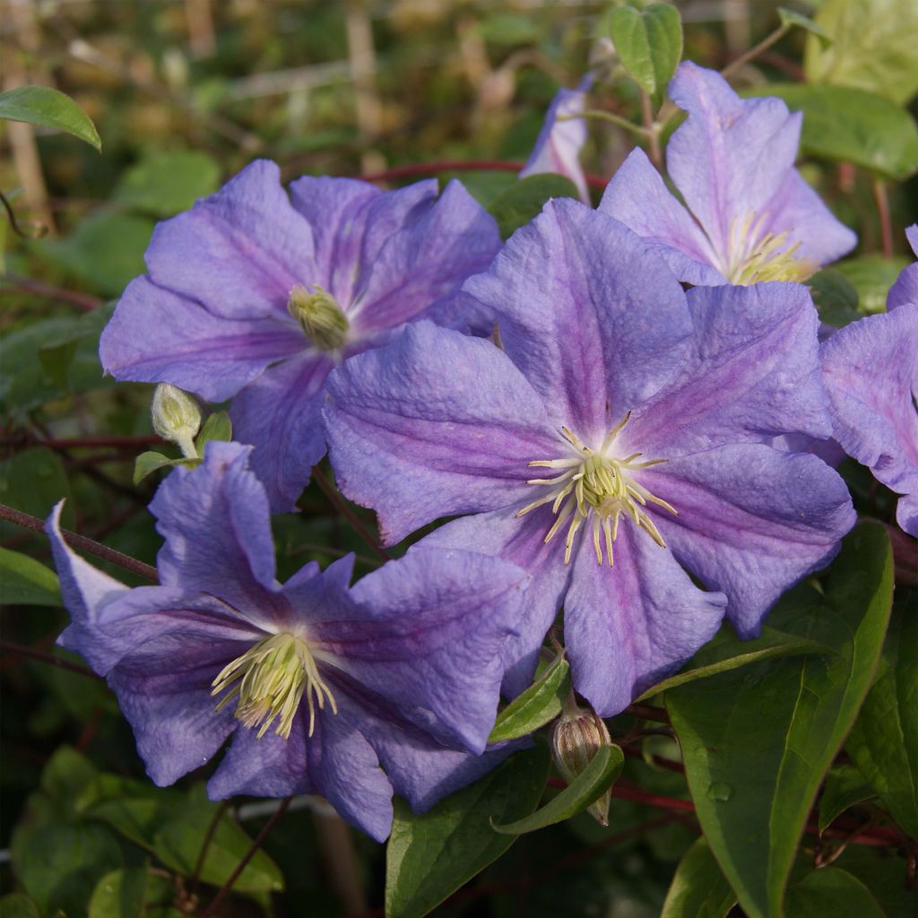 Clematis Perle d'Azur - Clematide