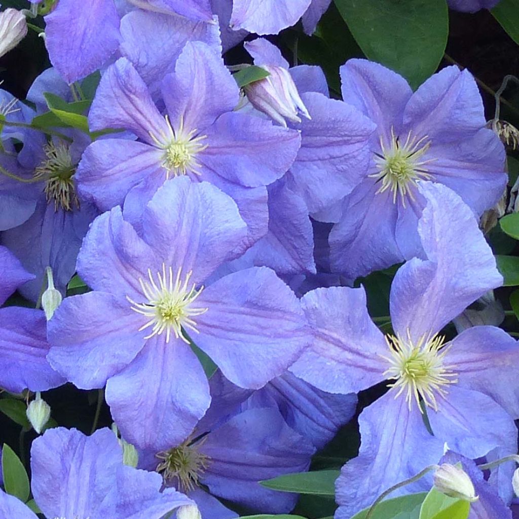Clematis Perle d'Azur - Clematide
