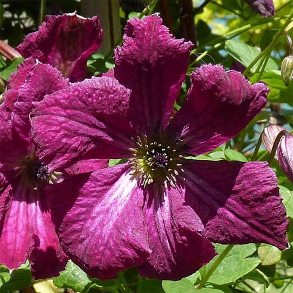Clematis viticella Rubra - Clematide