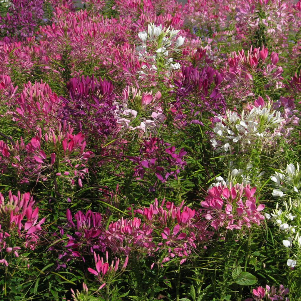 Cleome Colour Fountain Mix
